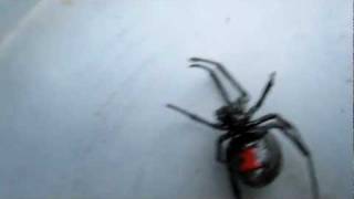 preview picture of video 'Black widow spider at Oak Orchard Delaware.'
