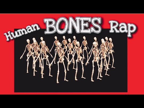 If You Can't Remember The Bones Watch This! (Human Bones Rap🎵)