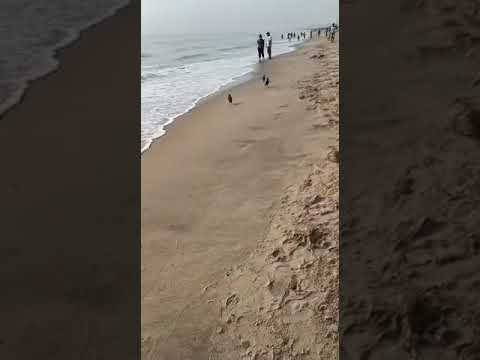 Early morning 🌄 walk in beach be like.. 🌅🌊🕊️ so cute crows.. 😍#savetrees#saveearth #savebirds#beach