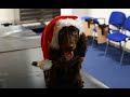BCF Christmas Video 2015 - A Wonderful Life of an ...