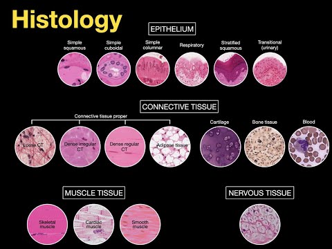 Introduction to Histology