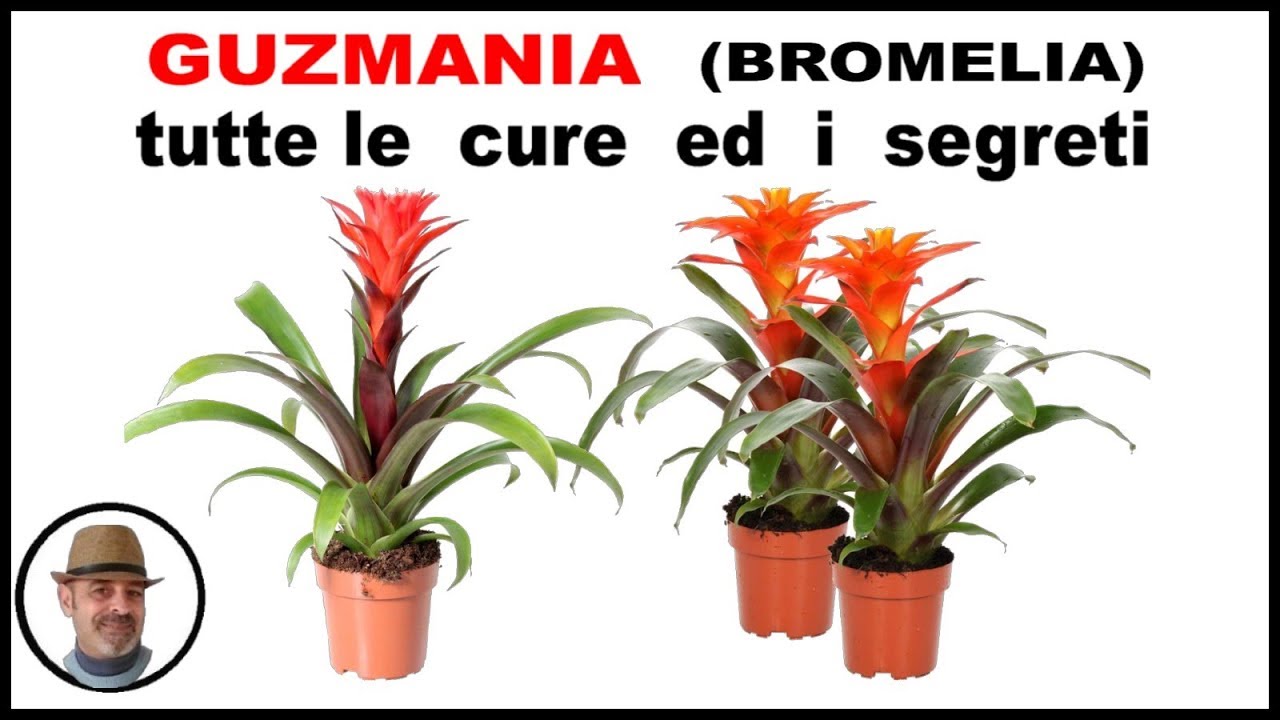GUZMANIA (BROMELIA) come coltivarla e tutte le cure ed i segreti