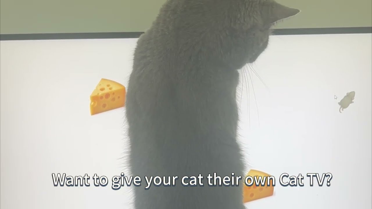 Cat TV demo video