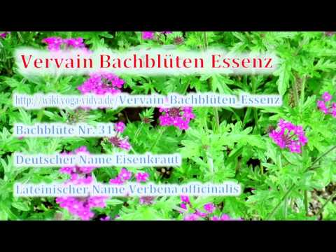 Vervain Bachblüten Essenz