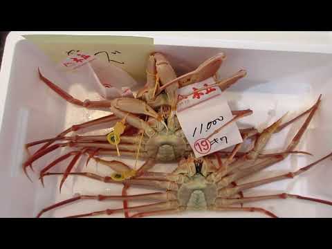 2023 11 27 ¡Pescado de Wakasa Obama! ¡Hay un tirador de cangrejos!