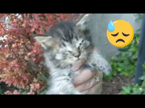 Catching Feral Kittens and Tricky Momma Feral Cat - how to use kittens to catch mom - rescue process