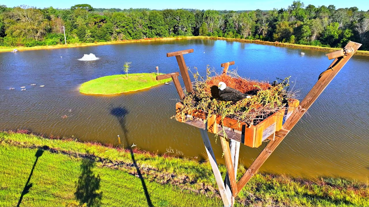 Eagles are Nesting at the 5 Acre Pond!