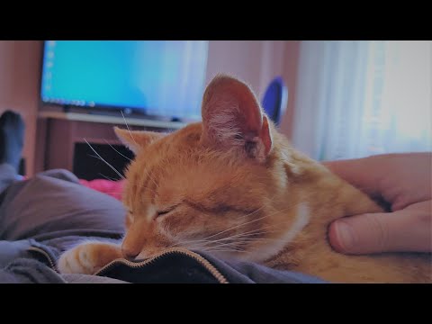 Happy Cat Purring Smoothly