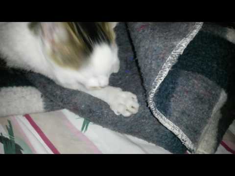 GATITA LAME LA COBIJA DE LANA