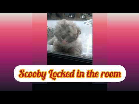 This How Scooby Reacts When He Is Locked Inside a Room
