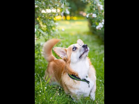 Funny Dogs and Cat | Funniest Pets | Anusha HW channel