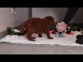 Standard Poodle dogs for sale: Lily - Video 1