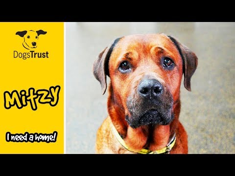 Mitzy the Rottweiler is a Gentle Soul who Loves a Tasty Treat! | Dogs Trust Loughborough