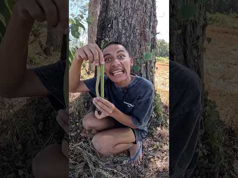 อยากกินงูเขียว - แฝดน๊อตโน๊ตเด้งเด้ง