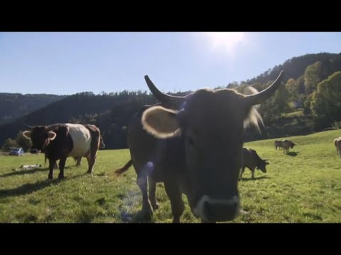 , title : '¿Deben tener cuernos las vacas suizas?'
