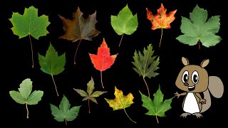 Maple Leaves - Nature / Fall Foliage - The Kids' Picture Show (Fun & Educational Learning Video)