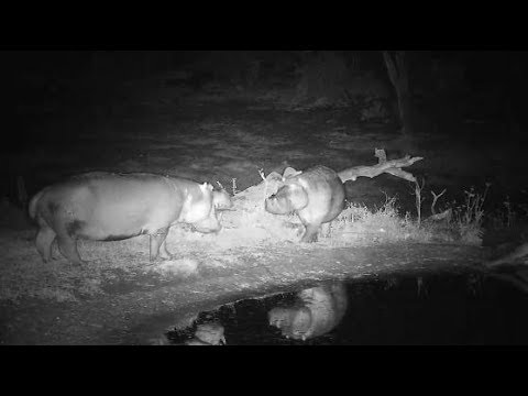 Djuma: Hippo interaction with a new  different one - 20:34 - 10/01/19