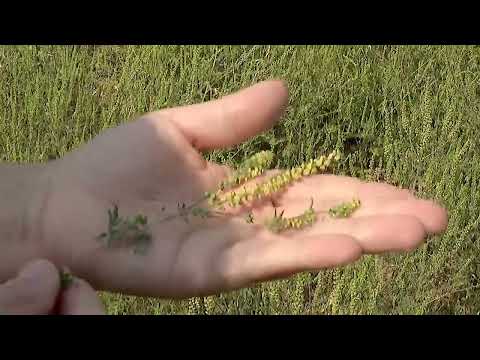 AMBROZIJA PROCVJETALA, KAKO PREPOZNATI SIMPTOME ALERGIJE?