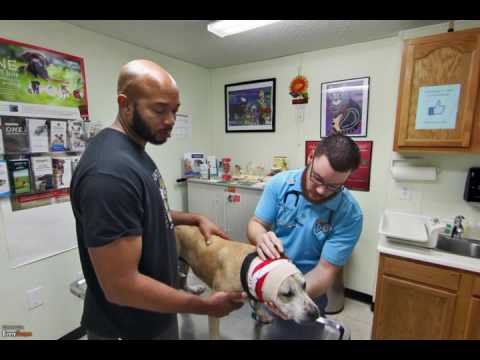 download lagu mp3 mp4 Low Cost Vet New Orleans, download lagu Low Cost Vet New Orleans gratis, unduh video klip Low Cost Vet New Orleans