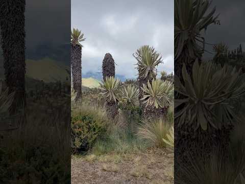 Caminando entre gigantes #murillo #tolima #nevadodelruiz #paramo #colombia #viajando #travel #viaje