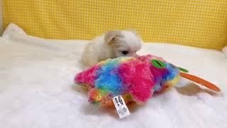 マルチーズの動画01