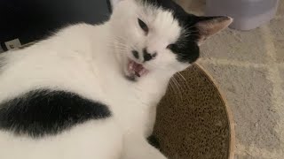 寝起きで何か言いたいうめ