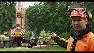 Album cover: Crane assisted tree removal