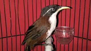 Download lagu Cucak KOPI TERBAIK Dan TERMERDU Menyapa Tamu Dengan Kicau Khasnya mp3 Download lagu Cucak KOPI TERBAIK Dan TERMERDU Menyapa Tamu Dengan Kicau Khasnya mp3