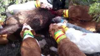 preview picture of video 'Triplete en las cañas, primer dia de caza, temporada 2013 (Bogarra)'