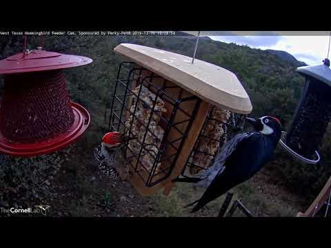 Ladder-backed and Acorn Woodpeckers Bookend Suet Feeder In West Texas – Dec. 10, 2019