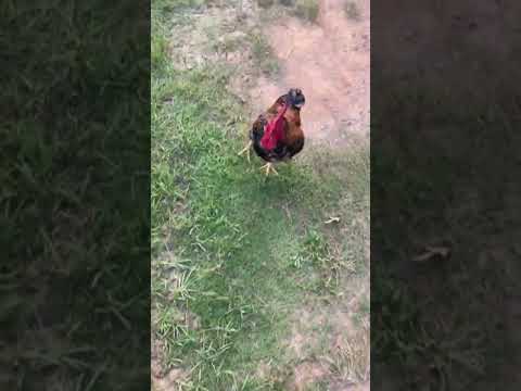 (Cock fighting) Man vs Rooster aka Red