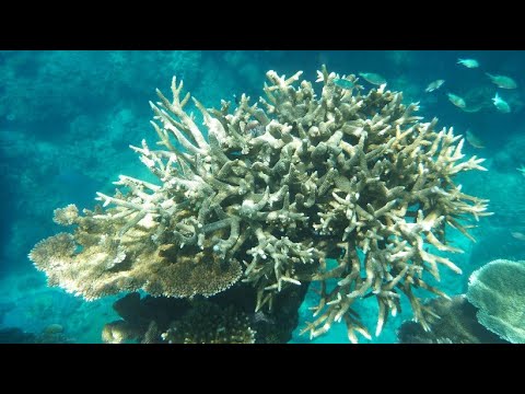 Laichzeit: Hier pflanzen sich Korallen fort
