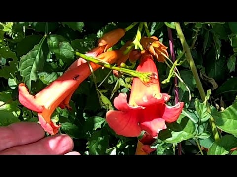 How I Got Rid Of Trumpet Vine @gardeninginmyyard