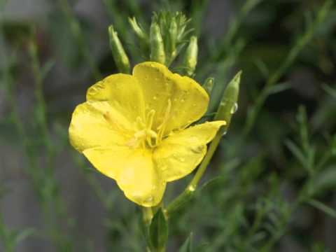 download lagu mp3 mp4 Evening Primrose Flower, download lagu Evening Primrose Flower gratis, unduh video klip Evening Primrose Flower