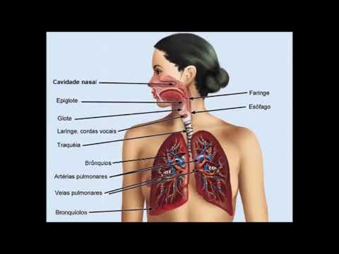 Anatomia e fisiologia da voz CERTO
