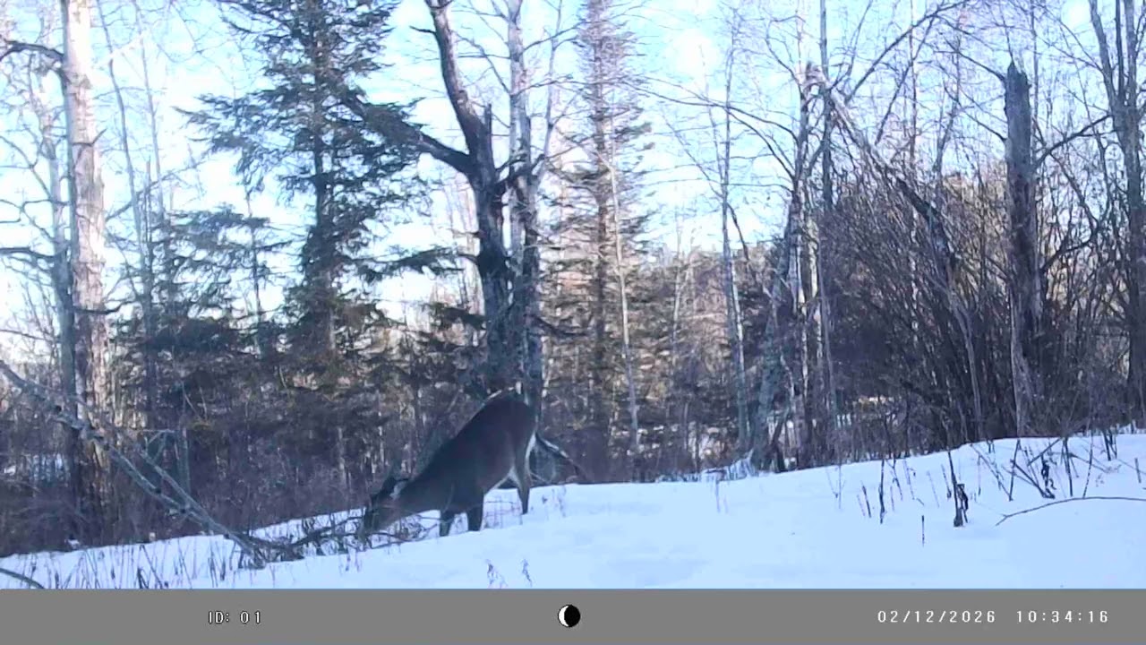 Deer Clip for You All