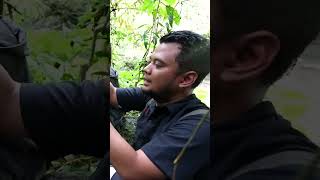 Download lagu IDENTIFIKASI ULAR NAGA ASLI INDONESIA !! mp3 Download lagu IDENTIFIKASI ULAR NAGA ASLI INDONESIA !! mp3