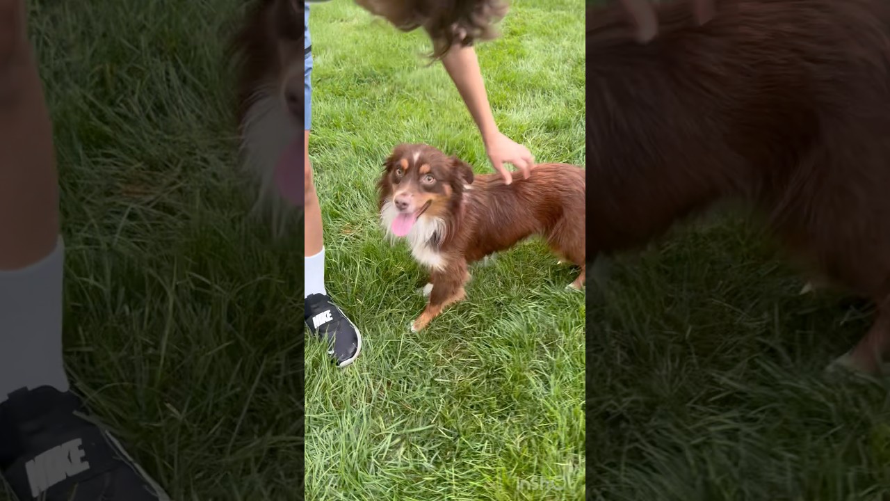 Sparky, a Adoptable Australian Shepherd in Virginia Beach, VA video 3/6