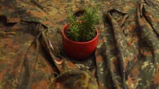 Rosmarin im Blumentopf für den Tee, das Bad  und das Essen  9.8.2015