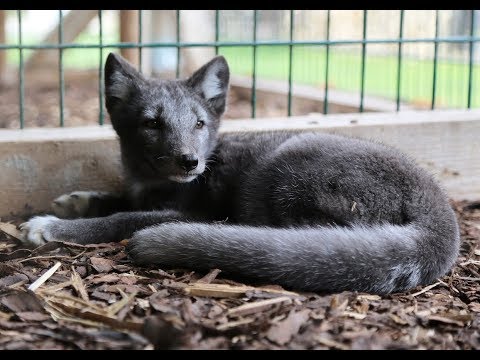 Polarfüchsin Mascha ist gerettet! ❤