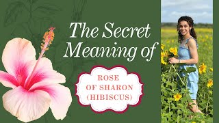 The secret meaning of the Rose of Sharon! (Hibiscus)