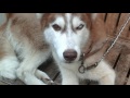Siberian Husky v-eye
