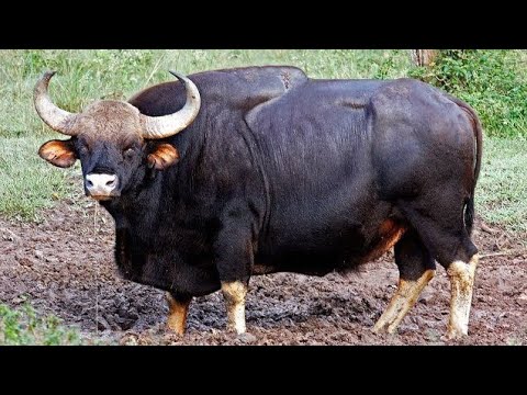 Worlds Biggest Gaur Of Wild Cows ! Dangerous Gaur of Asia !