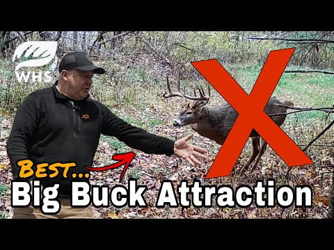 Best Way To Attract A Big Buck To Your Stand