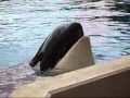 Feeding A Killer Whale At Sea World In San Diego