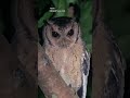 Want To Spot A Rare Collared Scops Owl Watch This NOW Wildlifeshorts