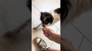 Video preview image #1 Mutt Puppy For Sale in Benton, LA, USA