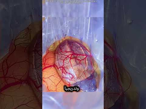 نجت السلحفاة الصغيرة! 🐢 قصة مؤثرة للقلب ❤️