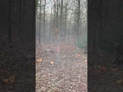 Shocking Results: $5 Barnes Buckshot VS Federal Flitecontrol (flight control)