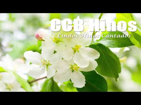 CCB Lindos Hinos Cantados   27, 02, 441, 447, 191, 64, 260, 393, 232, 47, 02, 209, 288, 289, 253